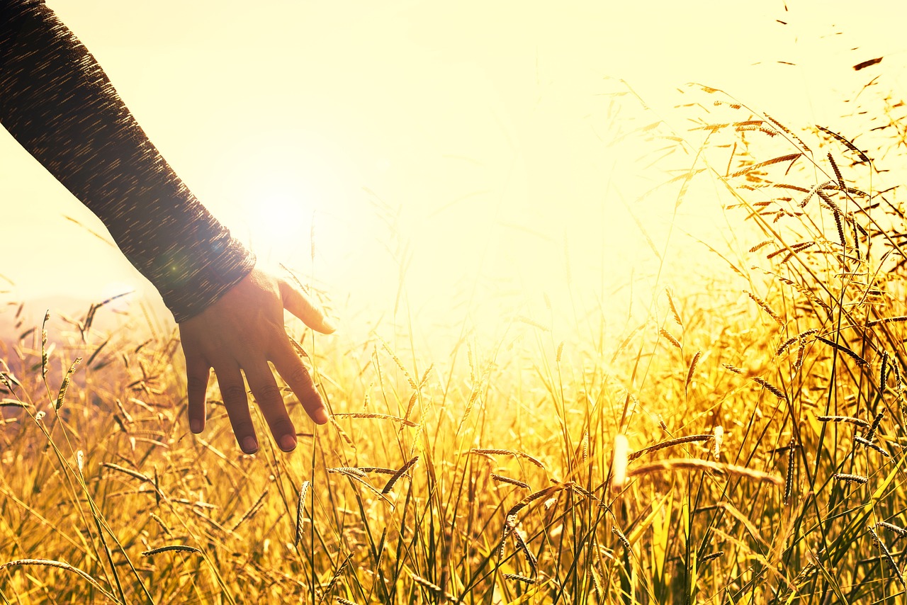 woman's hand running over the top of a field lit up with the bright sun