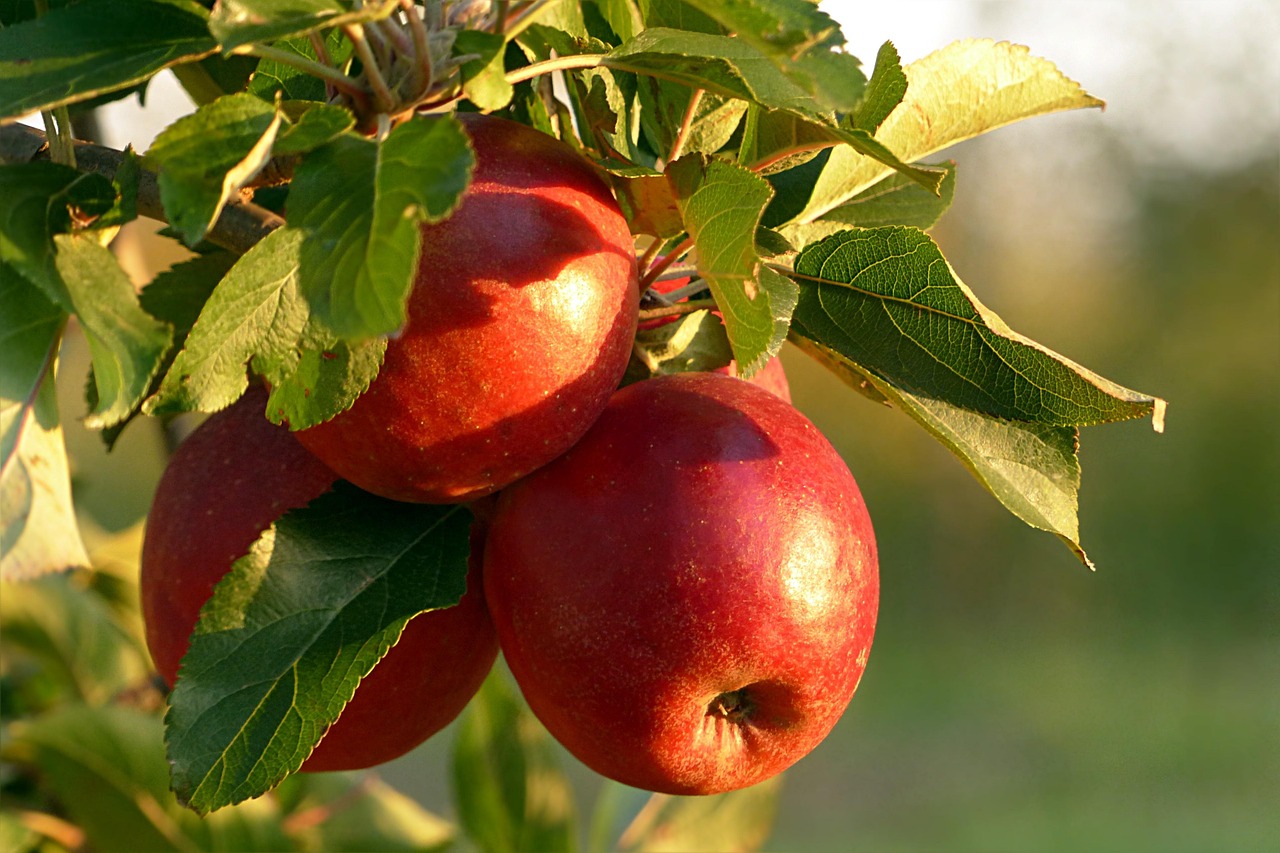two red apples shining in the sun, hanging from an apple tree, with green leaves attached